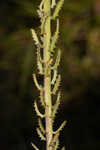 Shortleaf lobelia